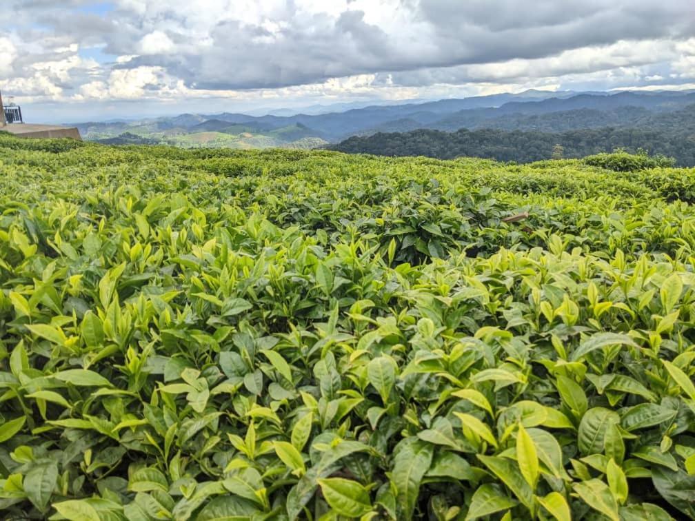 Nyungwe Village Kitabi Eksteriør bilde